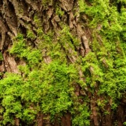 Yodeyma Active Man 50ml - Inspired By Creed Aventus -Casa Moda Store yodeyma active man 50ml inspired by creed aventus northern ireland belfast lisburn 869