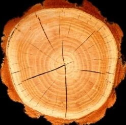 Yodeyma Caribbean 50ml - Inspired By Dior Sauvage -Casa Moda Store yodeyma caribbean 50ml inspired by dior sauvage northern ireland belfast lisburn 535