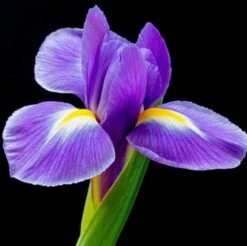 Yodeyma Celebrity Woman 50ml Womens Perfume - Inspired By La Vie Est Belle (Lancôme) -Casa Moda Store yodeyma celebrity woman 50ml womens perfume inspired by la vie est belle lancome 131