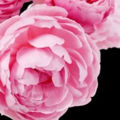 Yodeyma Cheante 50ml Womens Perfume - Inspired By Coco Chanel (Chanel) -Casa Moda Store yodeyma cheante 50ml womens perfume inspired by coco chanel chanel northern ireland 674