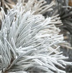 Yodeyma For You 50ml Womens Perfume - Inspired By Chance (Chanel) -Casa Moda Store yodeyma for you 50ml womens perfume inspired by chance chanel northern ireland 914