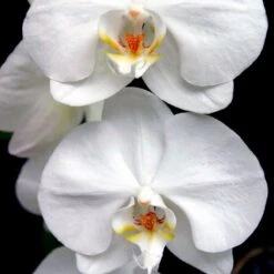 Yodeyma Harpina 50ml - Inspired By J'Adore (Christian Dior) -Casa Moda Store yodeyma harpina 50ml inspired by jadore christian dior northern ireland belfast 297