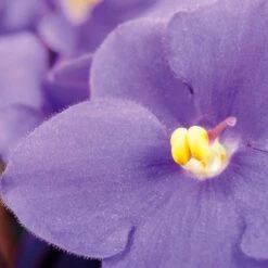 Yodeyma Harpina 50ml - Inspired By J'Adore (Christian Dior) -Casa Moda Store yodeyma harpina 50ml inspired by jadore christian dior northern ireland belfast 879