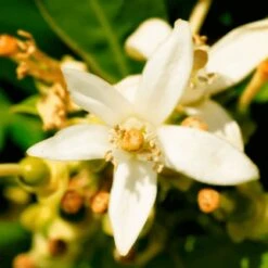 Yodeyma Instint 50ml -Casa Moda Store yodeyma instint 50ml northern ireland belfast lisburn 159