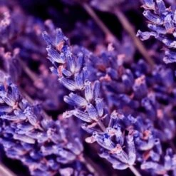 Yodeyma Instint 50ml -Casa Moda Store yodeyma instint 50ml northern ireland belfast lisburn 951