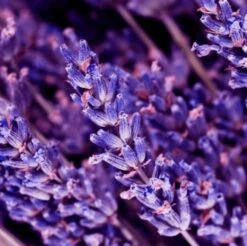 Yodeyma Kent 50ml - Inspired By K (Dolce & Gabanna) -Casa Moda Store yodeyma kent 50ml inspired by k dolce gabanna northern ireland belfast lisburn 602