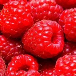 Yodeyma Power Woman 50ml -Casa Moda Store yodeyma power woman 50ml northern ireland belfast lisburn 805