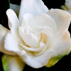 Yodeyma Power Woman 50ml -Casa Moda Store yodeyma power woman 50ml northern ireland belfast lisburn 849