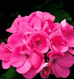 Yodeyma Root 50ml - Inspired By Terre D’Hermes (Hermes) 9 Yodeyma Root 50ml - Inspired By Terre D’Hermes (Hermes) -Casa Moda Store yodeyma root 50ml inspired by terre dhermes hermes northern ireland belfast lisburn 272