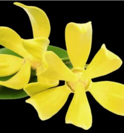 Yodeyma Suerte 50ml Womens Perfume -Casa Moda Store yodeyma suerte 50ml womens perfume northern ireland belfast lisburn 500