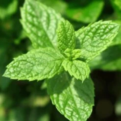 Yodeyma Wow Scent 50ml - Inspired By Stronger With You Emporio Armani -Casa Moda Store yodeyma wow scent 50ml inspired by stronger with you emporio armani northern ireland 424